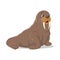 Cartoon funny walrus on white background