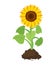 Cartoon of garden sunflower grow in soil. vector