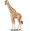 Cartoon giraffe isolated on white background