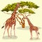 Cartoon giraffes eating foliage of acacia trees in African savannah