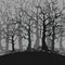 Cartoon gloomy forest background of trees without leaves