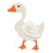 Cartoon Goose Vector Illustration