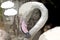 Cartoon greater flamingo Phoenicopterus roseus