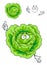 Cartoon green cabbage vegetable