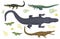Cartoon green crocodile danger predator and australian wildlife river reptile carnivore alligator with scales teeth flat