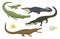 Cartoon green crocodile danger predator and australian wildlife river reptile carnivore alligator with scales teeth flat