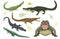 Cartoon green crocodile danger predator and australian wildlife river reptile carnivore alligator with scales teeth flat