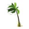 Cartoon green palm tree