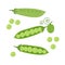 Cartoon Green Peas. Vector illustration.