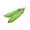 Cartoon green peas. Vegetable group. Fresh farm product. Eco nutrition. Vector illustration.