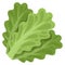 Cartoon green salad leaves. Summer fresh greens, tasty vegetables for healthy lifestyle flat vector illustration on white