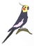 Cartoon grey african parrot illustration drawing