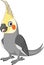 Cartoon Grey Cockatiel on White Background