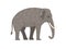 Cartoon grey elephant