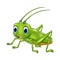 Cartoon happy grasshopper