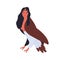 Cartoon harpy woman bird mythological animal vector flat illustration. Harpia colorful flying monster isolated on white