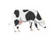 Cartoon holstein frisian breed cattle cow for milk, dairy products and meat.