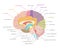 Cartoon Human Brain Anatomy in a Cut. Vector