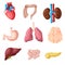 Cartoon Human Internal Organs Set