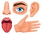 Cartoon human sensory organs. Anatomy human senses, skin touch, hearing, eyes vision, taste tongue and nose smell vector