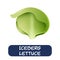 Cartoon iceberg lettuce vegetables vector isolated on white background