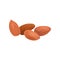 Cartoon icon of dried almond nuts in brown shell. Healthy food. Tasty vegetarian snack. Organic product. Culinary