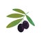 Cartoon illustration of branch with black ripe olives and green leaves. Decorative natural element for menu or cosmetic