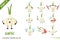 Cartoon illustration of cute garlic vegetable poses set.