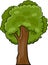 Cartoon illustration of deciduous tree