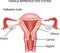 Cartoon illustration of Female reproductive system