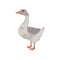 Cartoon illustration goose. Large bird with white-gray feathers and long neck. Domestic animal. Flat vector icon