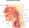 Cartoon illustration of Human Digestive System