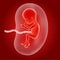 Cartoon illustration of Human fetus inside the womb