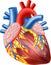 Cartoon Illustration of Human Hearth Anatomy