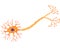 Cartoon illustration of Human Neuron Anatomy