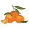 Cartoon illustration of a mandarin. Vector illustration of oranges on a white background. Illustration for children.