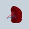 Cartoon Illustration of a Spleen. Human Internal Organs. medical Vector Illustration