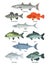 Cartoon illustrations of freshwater and ocean fishes