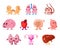 Cartoon internal human organs characters set