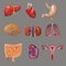 Cartoon Internal Human Organs Collection