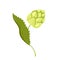 Cartoon isolated Humulus lupulus herb, green branch with fresh hop cones and leaf, organic natural malt ingredient for