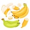 Cartoon isolated whole, cut in half or slices of sweet banana with peel and bunch of ripe yellow or green unripe fruit