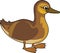 Cartoon juvenile mallard or wild duck Anas platyrhynchos
