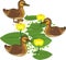 Cartoon juvenile mallards or wild ducks Anas platyrhynchos afloat and yellow water-lily plants with green leaves