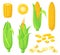 Cartoon kernels maize. Green corncob with leaf, ear golden corn, grain sweetcorn, cob vegetable plant, white seed