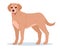 Cartoon labrador retriever. Labrador guide, rescue or companion dog. Cute dog breed, purebred domestic pet flat vector