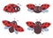 Cartoon ladybug insects with red black wings