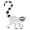 Cartoon lemur catta