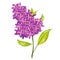 Cartoon Lilac Spring Flower Illustration