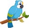 Cartoon macaw